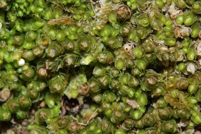 Jungermannia confertissima