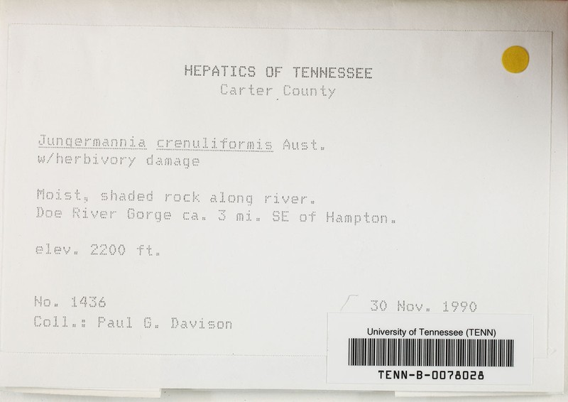 Jungermannia crenuliformis photo 2