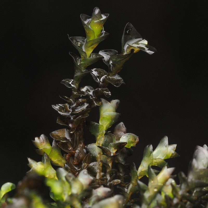 Jungermannia esertifolia photo 3