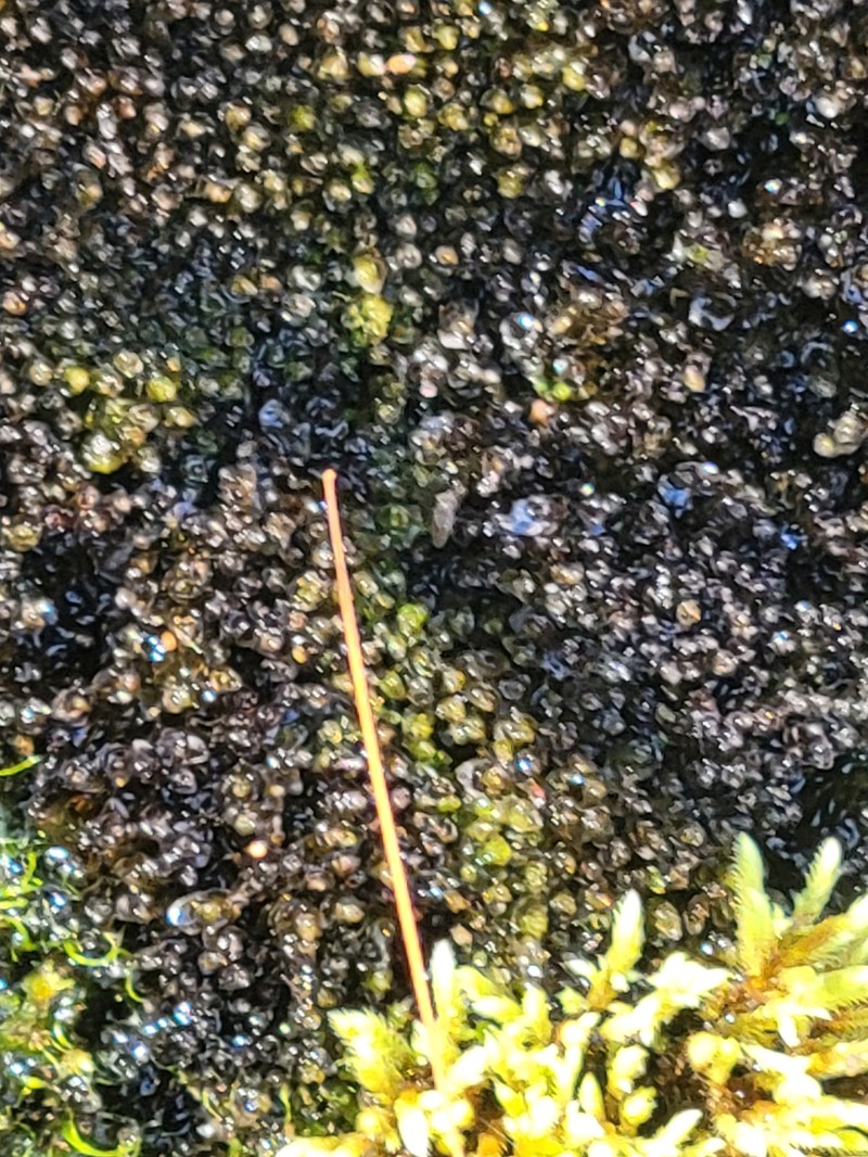 Jungermannia esertifolia photo 6