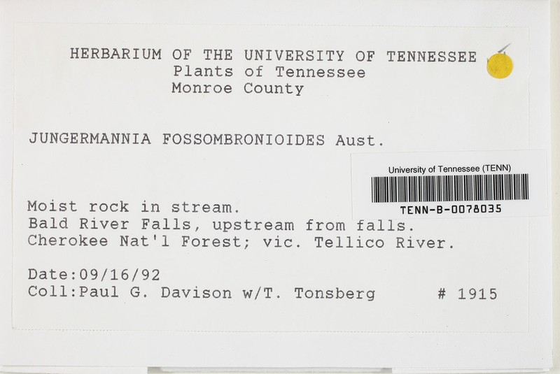 Jungermannia fossombronioides photo 2