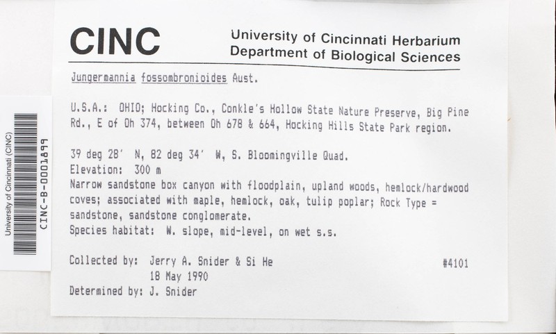 Jungermannia fossombronioides photo 3