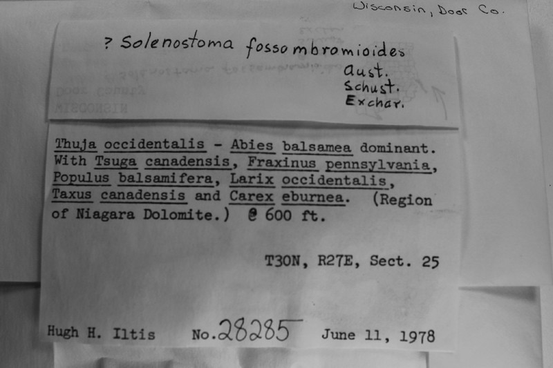 Jungermannia fossombronioides photo 5