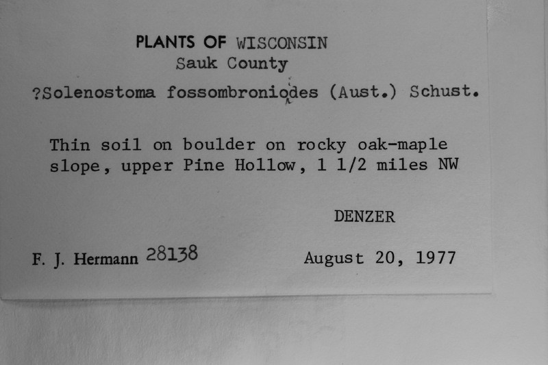 Jungermannia fossombronioides photo 6