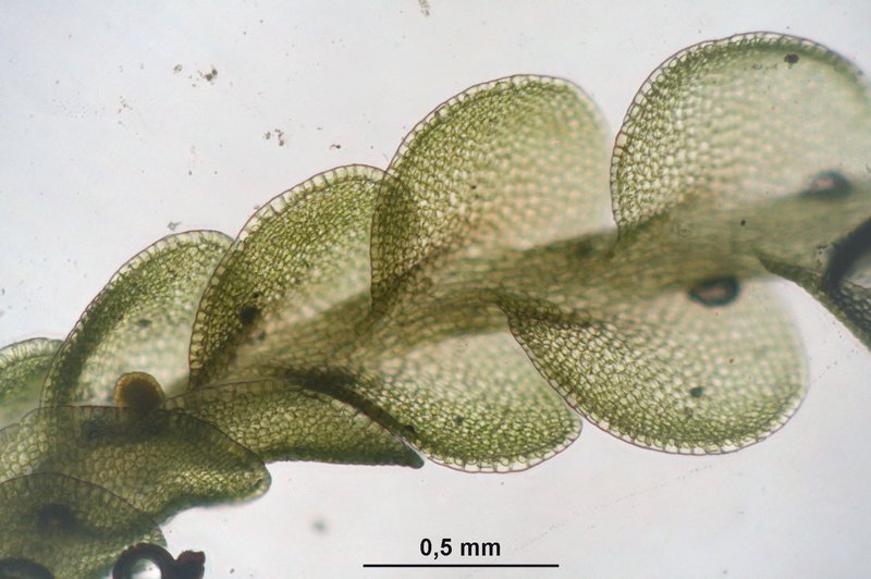 Jungermannia gracillima