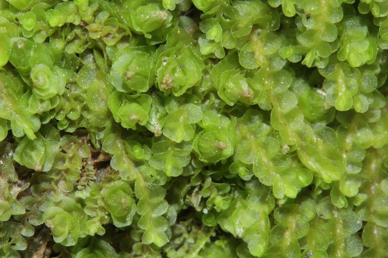 Jungermannia hyalina