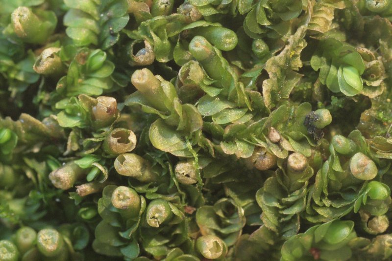 Jungermannia leiantha