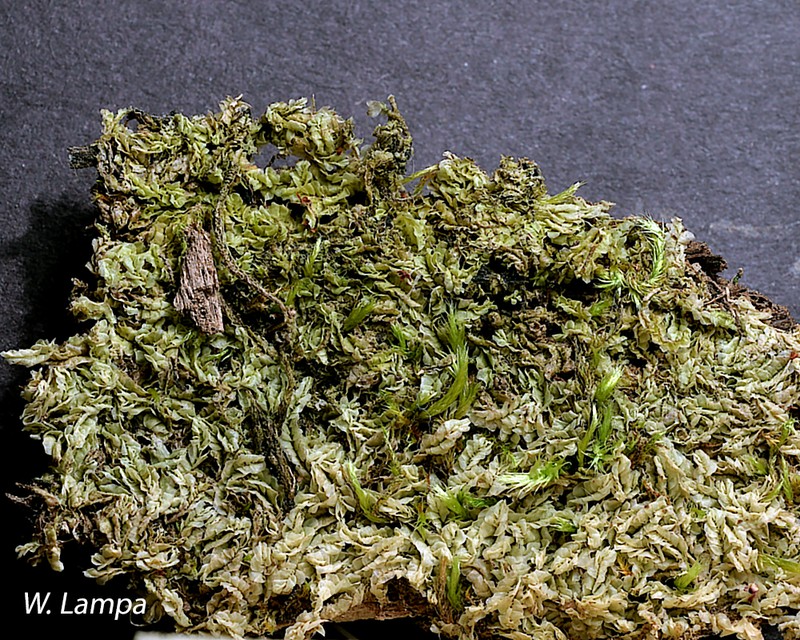Jungermannia leiantha
