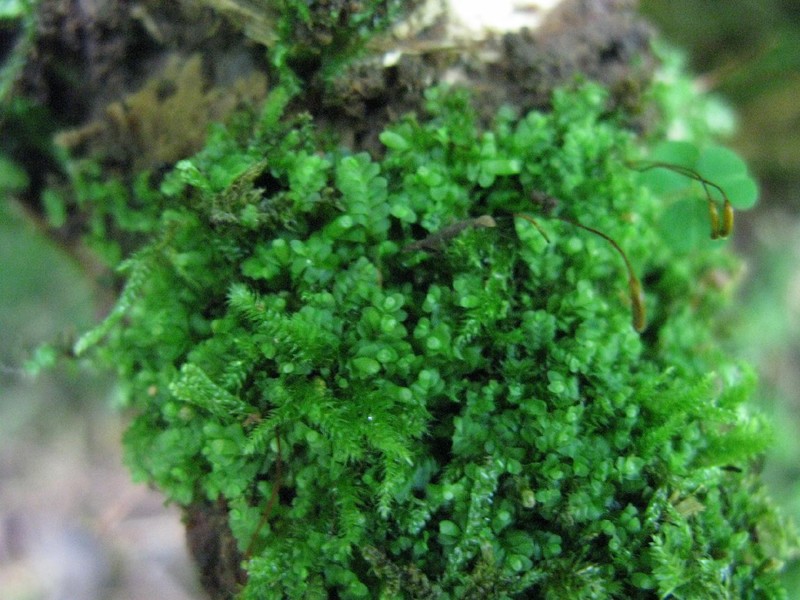 Jungermannia leiantha photo 3