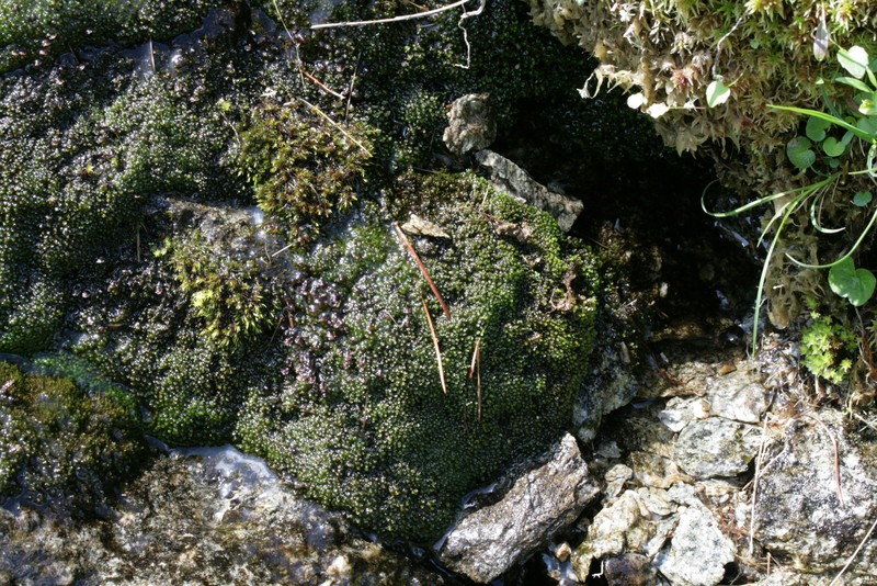 Jungermannia obovata