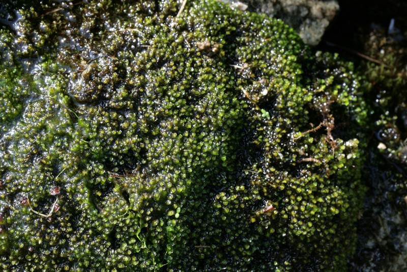 Jungermannia obovata photo 2