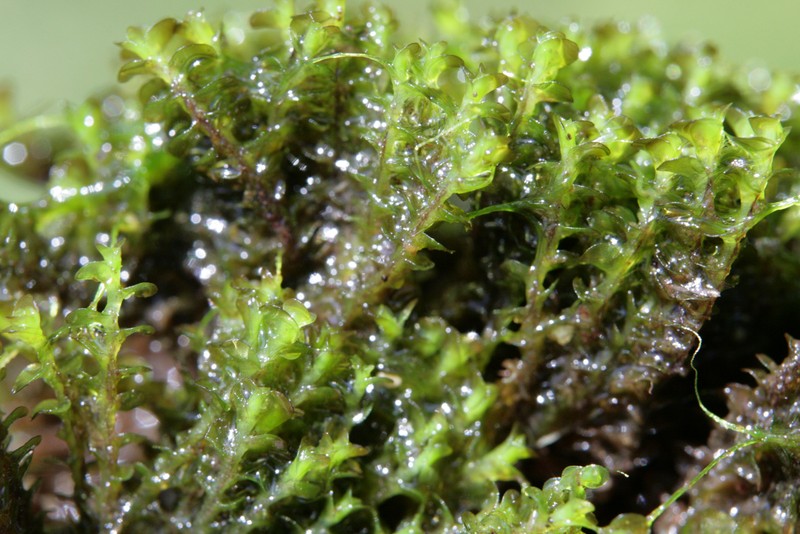 Jungermannia obovata photo 3