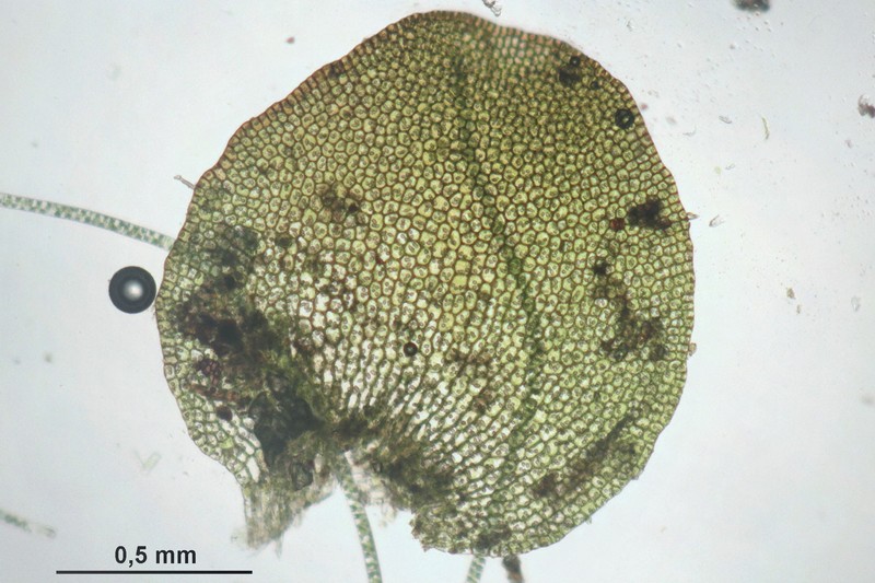 Jungermannia obovata photo 4