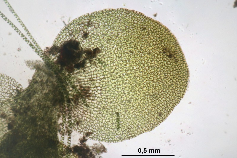 Jungermannia obovata photo 5