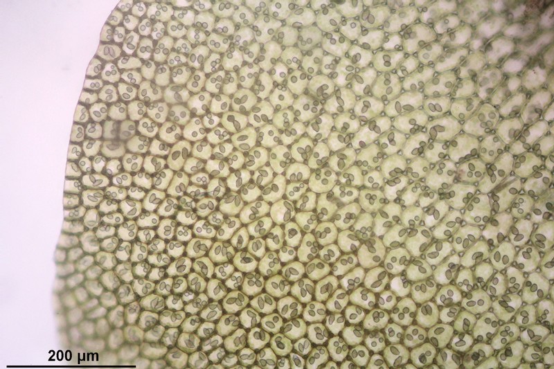 Jungermannia obovata photo 6