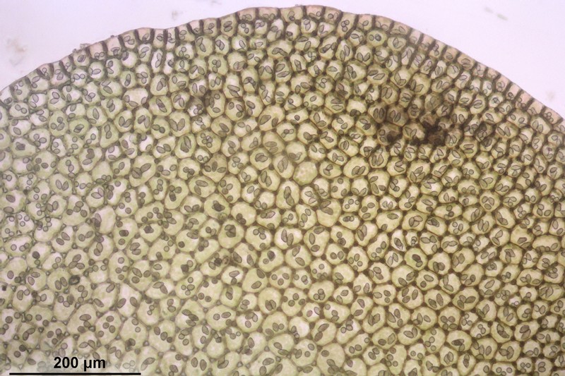 Jungermannia obovata photo 7