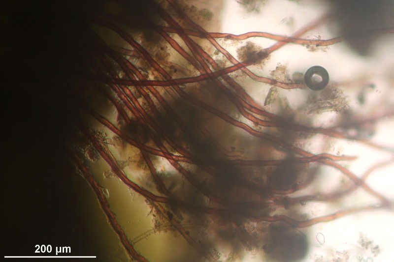 Jungermannia obovata photo 8