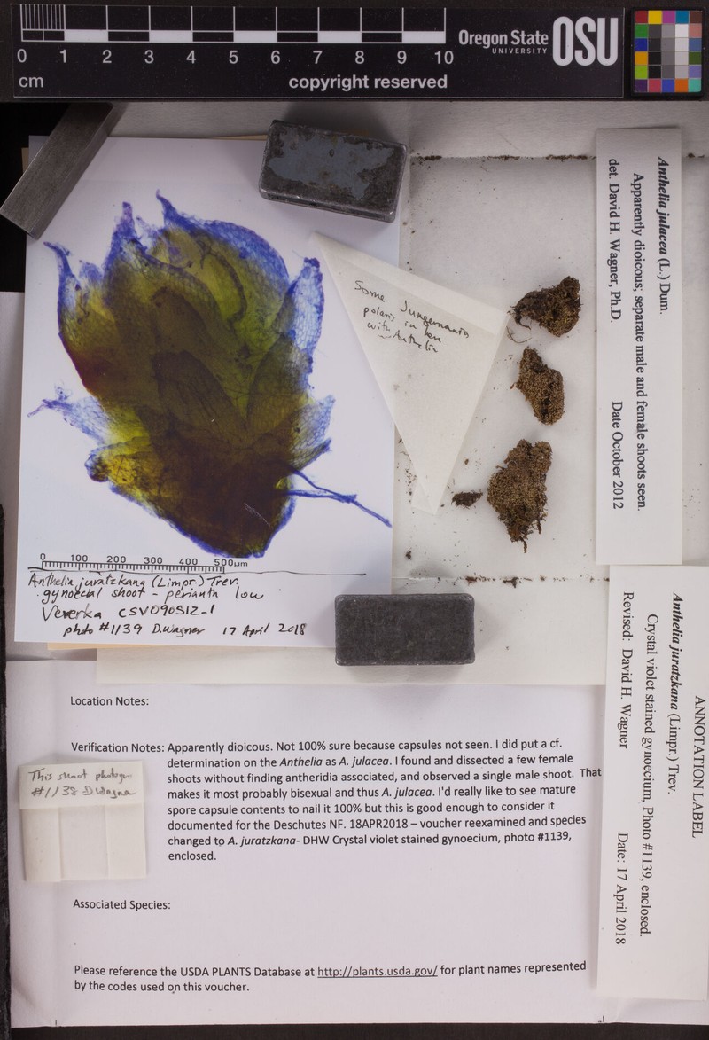 Jungermannia polaris photo 2