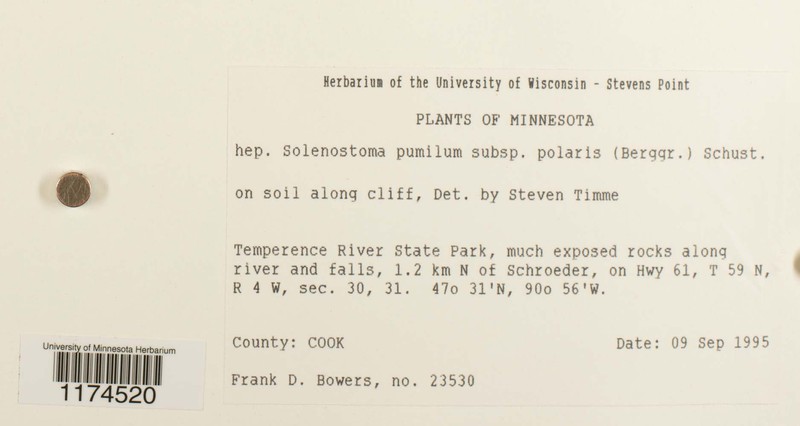 Jungermannia polaris photo 4