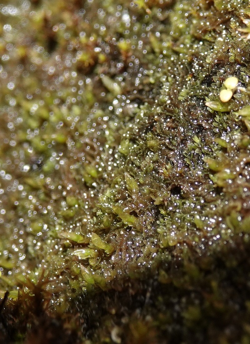 Jungermannia pumila