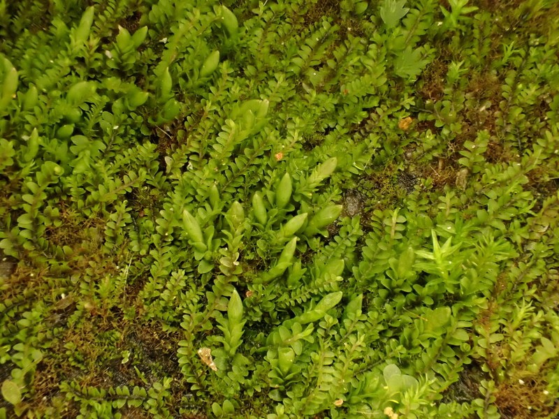 Jungermannia pumila photo 2
