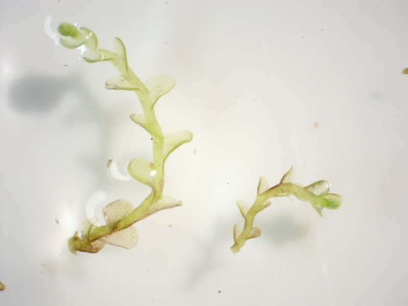 Jungermannia pumila photo 3