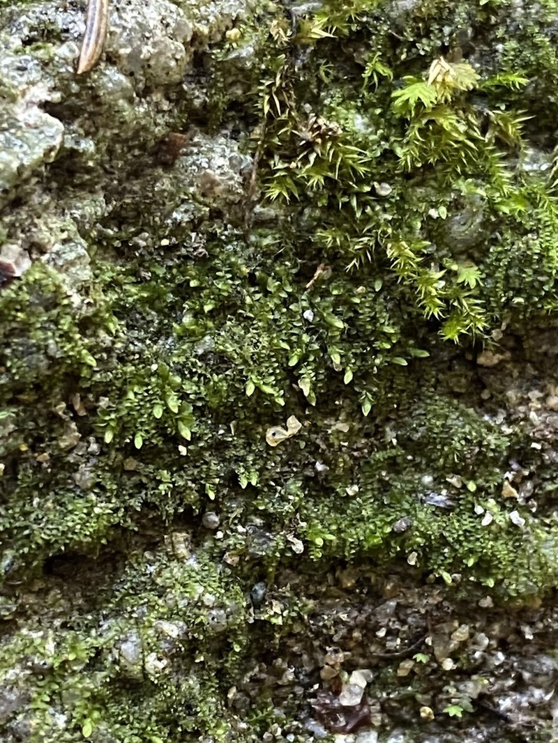 Jungermannia pumila photo 4