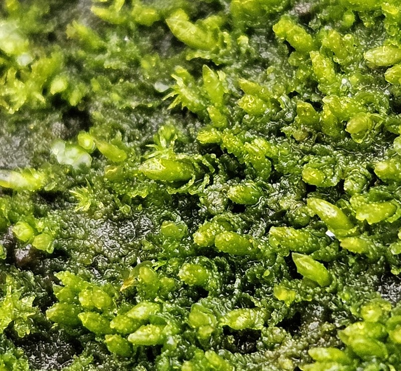 Jungermannia pumila photo 5