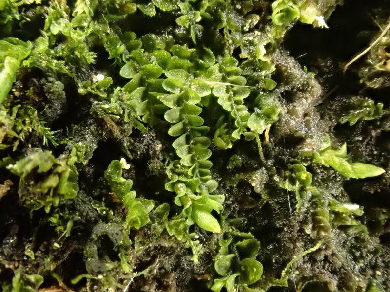 Jungermannia pumila photo 6