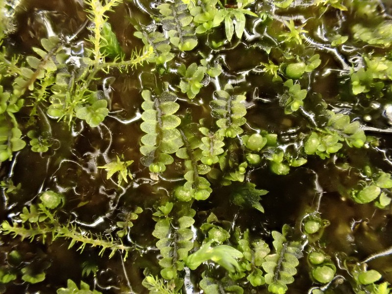 Jungermannia pumila photo 7