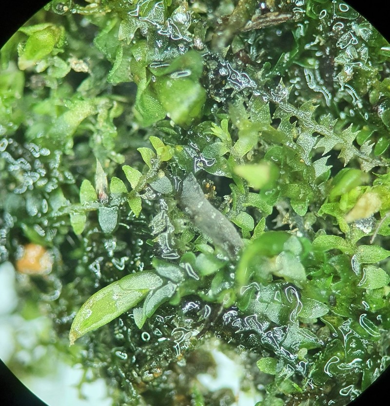 Jungermannia pumila photo 8