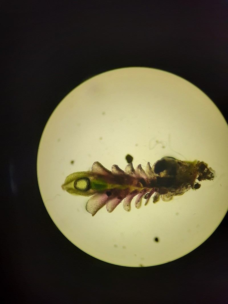 Jungermannia rubra