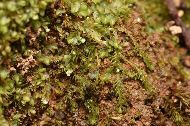 Jungermannia rubra photo 2