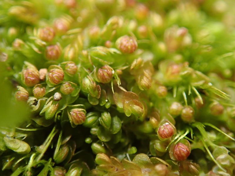 Jungermannia rubra photo 3