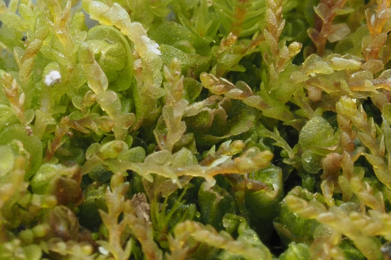 Jungermannia rubra photo 4