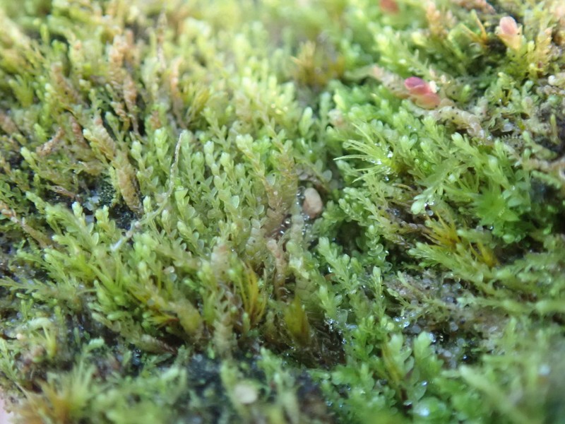 Jungermannia rubra photo 6