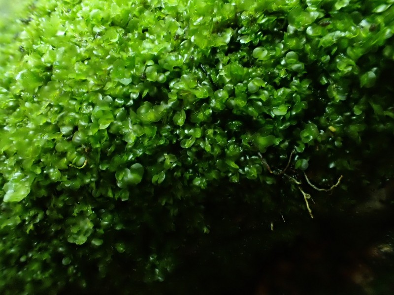 Jungermannia schusterana