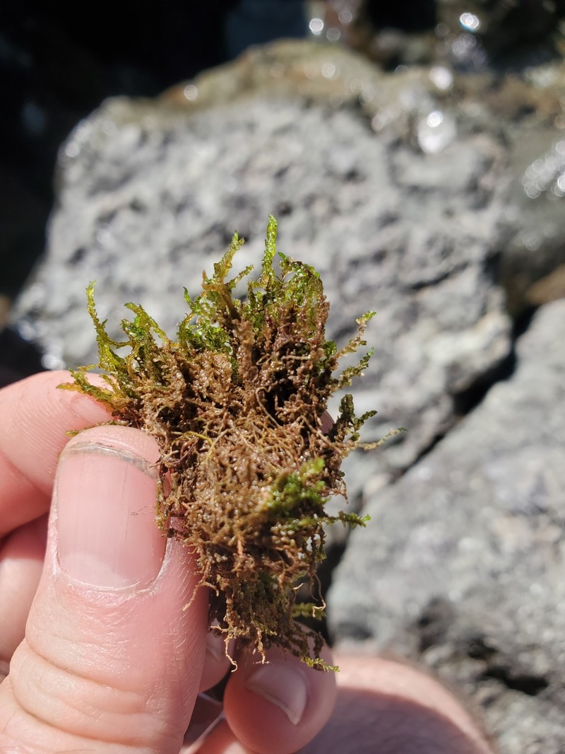 Jungermannia schusterana photo 2