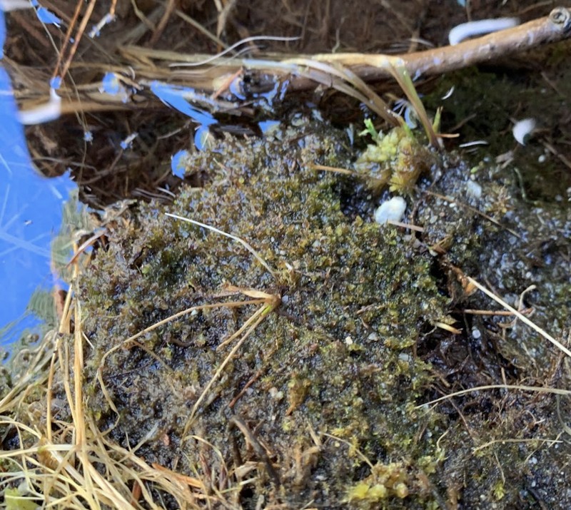 Jungermannia schusterana photo 3