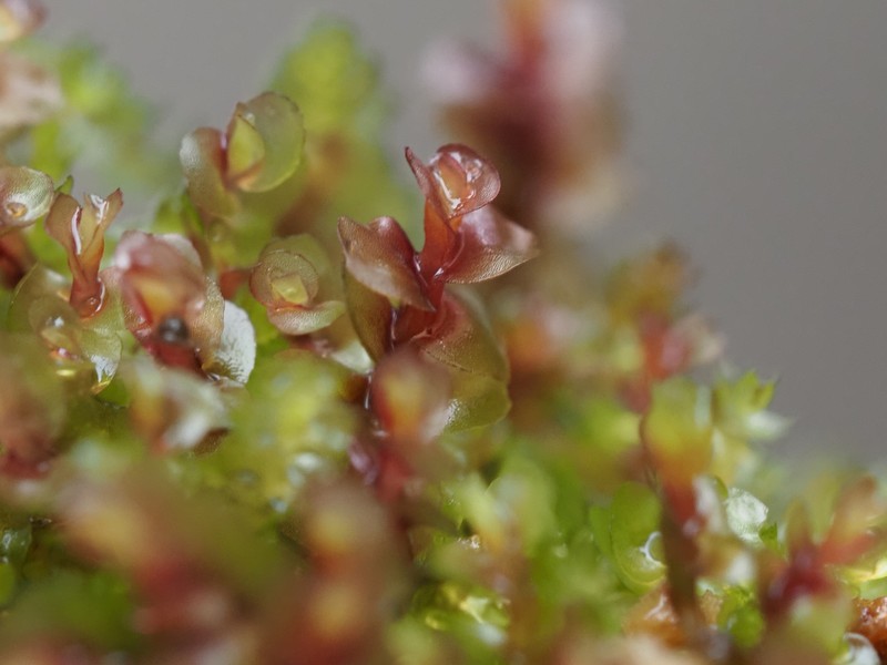 Jungermannia schusterana photo 4