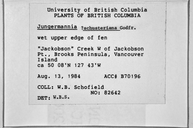 Jungermannia schusterana photo 5