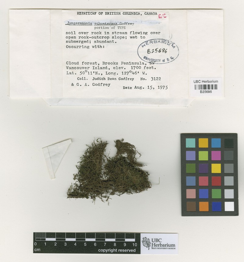 Jungermannia schusterana photo 6