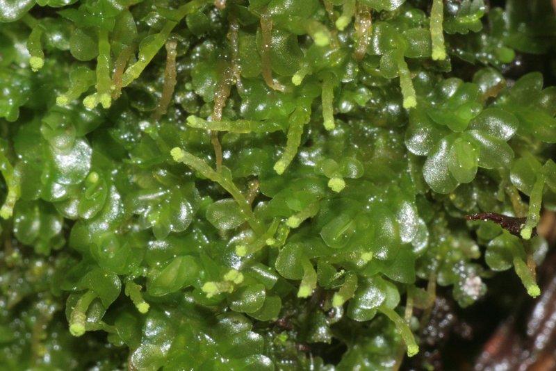 Jungermannia subulata