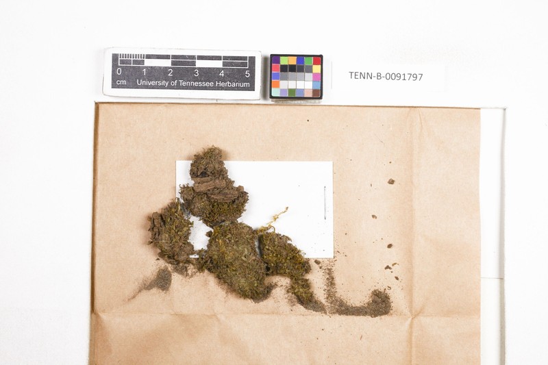 Jungermannia subulata photo 3