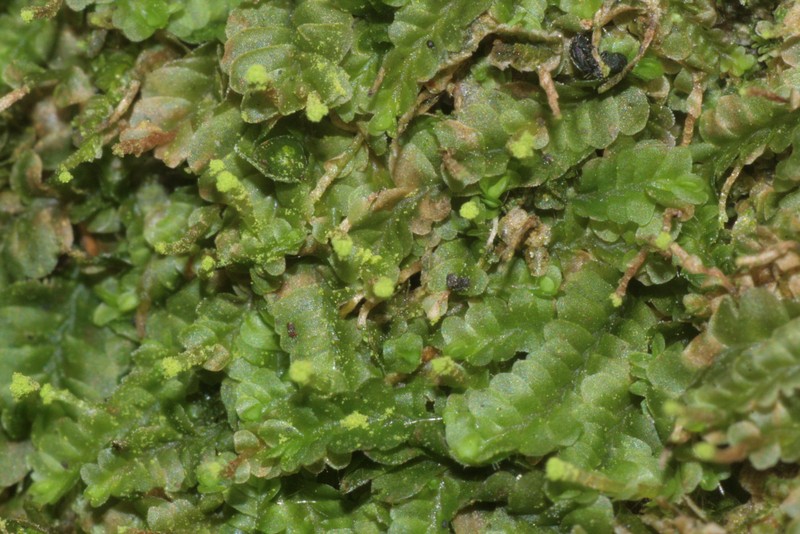 Jungermannia subulata