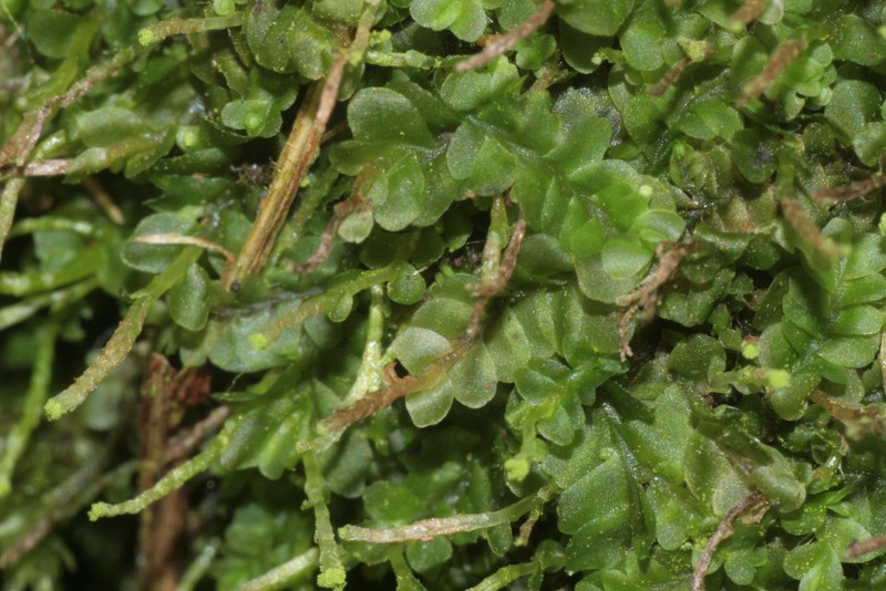 Jungermannia subulata photo 8