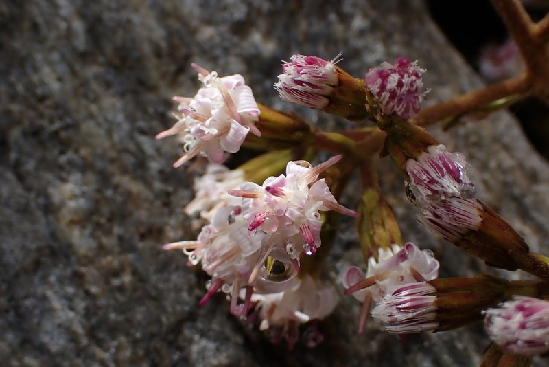 Jungia coarctata photo 2