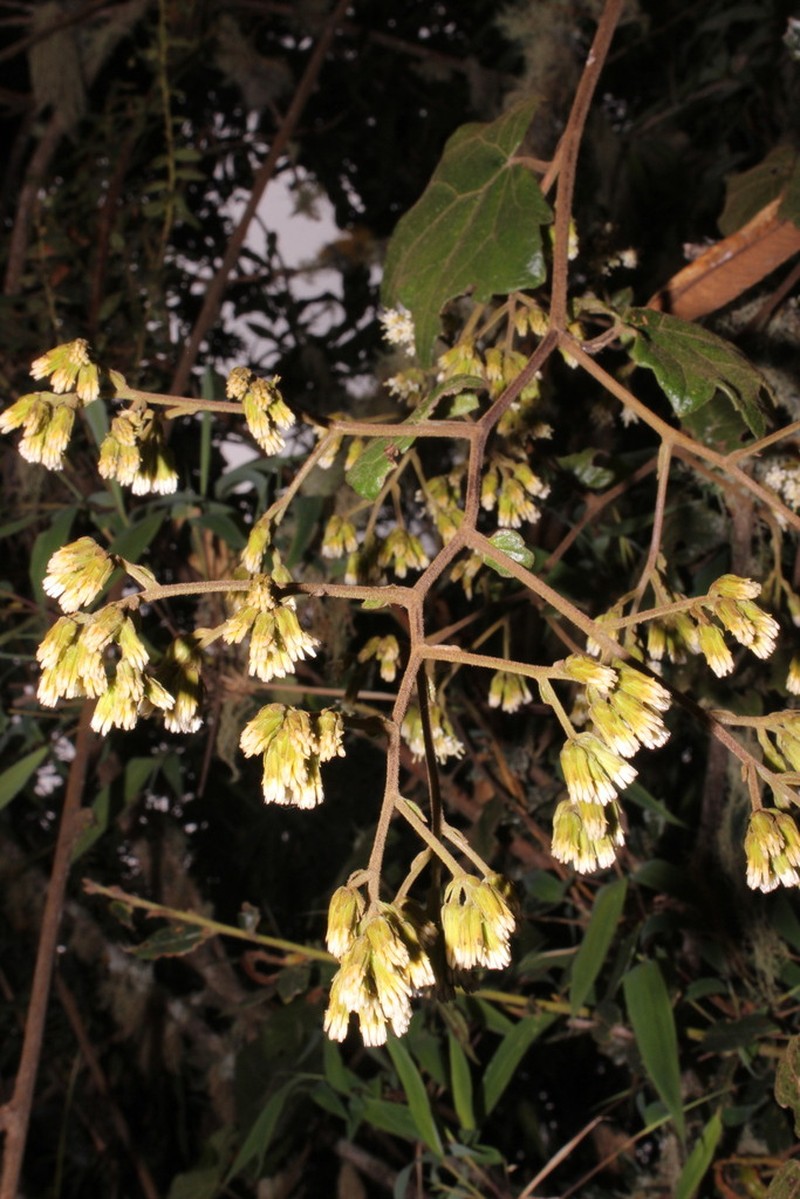 Jungia coarctata photo 3