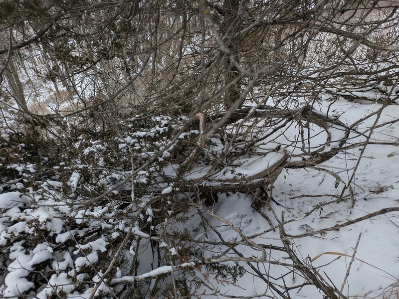 Juniperus × ambigens photo 3