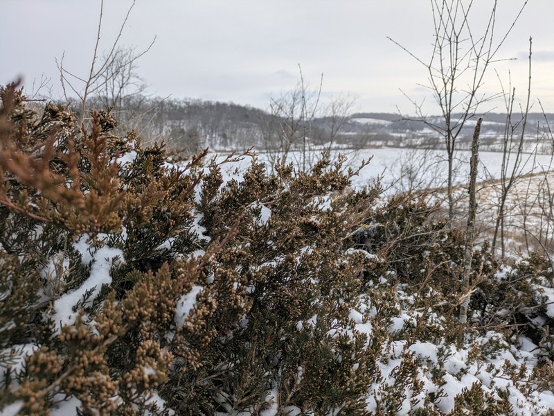 Juniperus × ambigens photo 4
